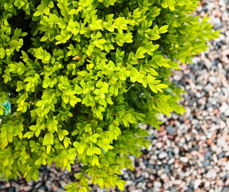 Healthy Roots Help Boxwoods Head Into Cooler Weather Strong