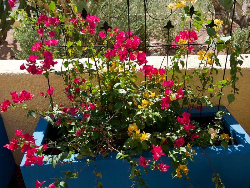 Healthy Roots Help Plants Handle Extreme Heat Healthy Roots Help Plants Handle Extreme Heat