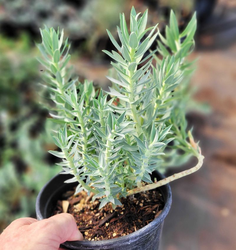 Healthy Roots Matter More Than Extra Top Growth