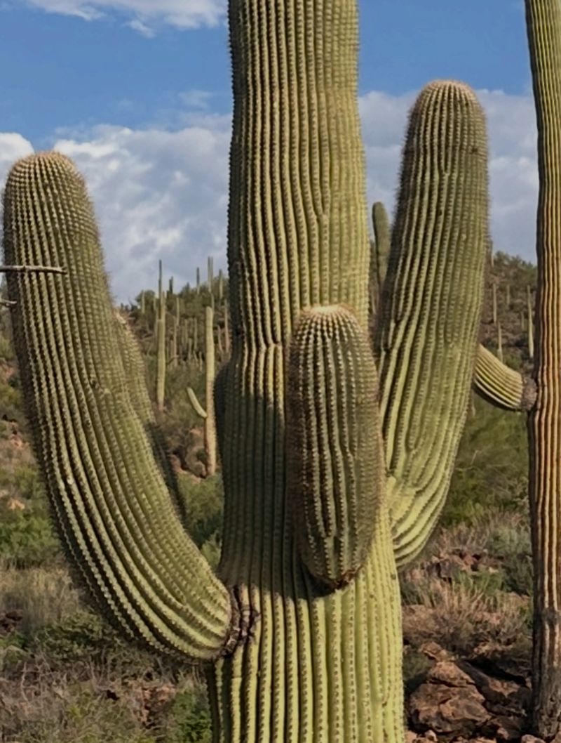 Healthy Saguaros Can Keep Growing Around The Holes Healthy Saguaros Can Keep Growing Around The Holes