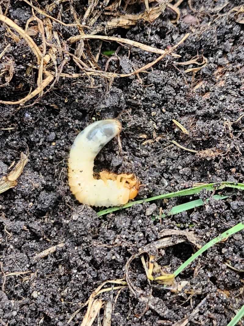 Healthy Soil Can Still Have A Grub Problem