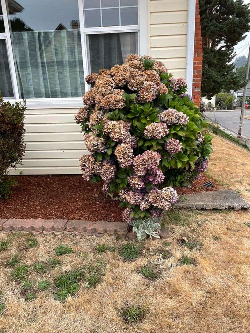 Healthy Stems Help Protect Future Flowers