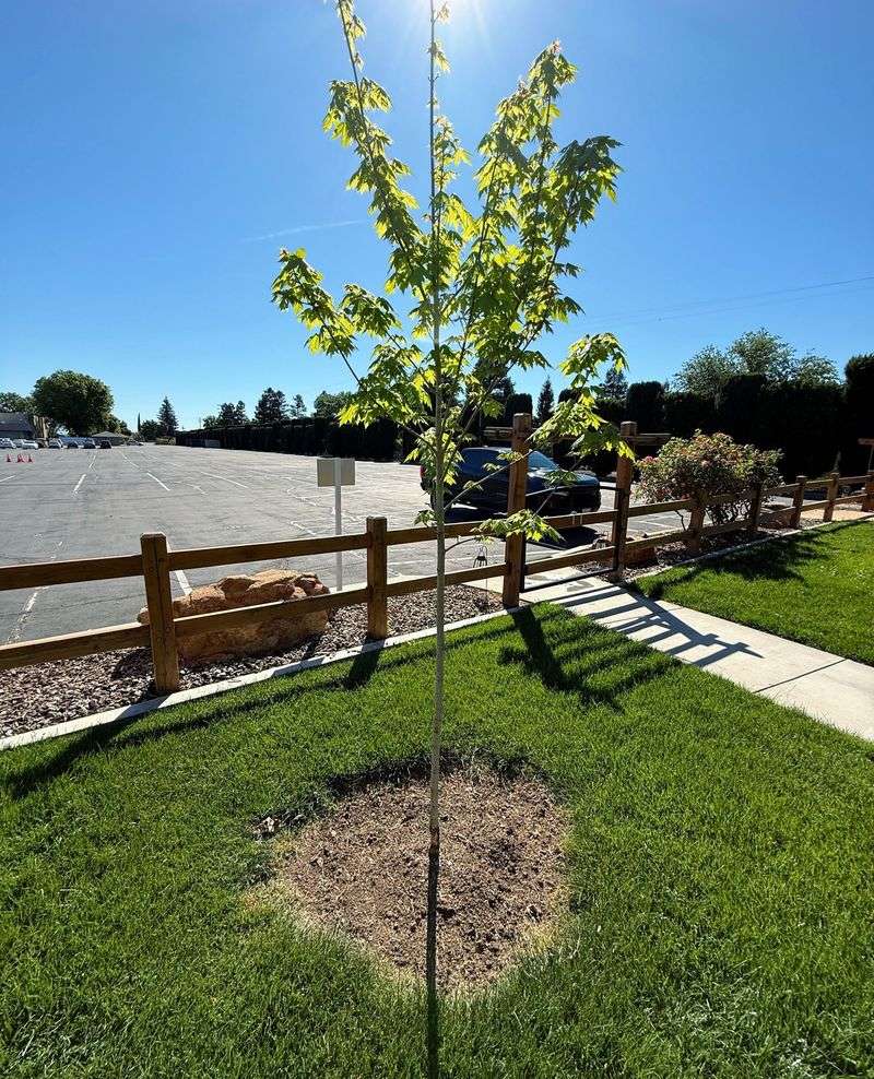 Healthy Trees May Not Need Fertilizer At All