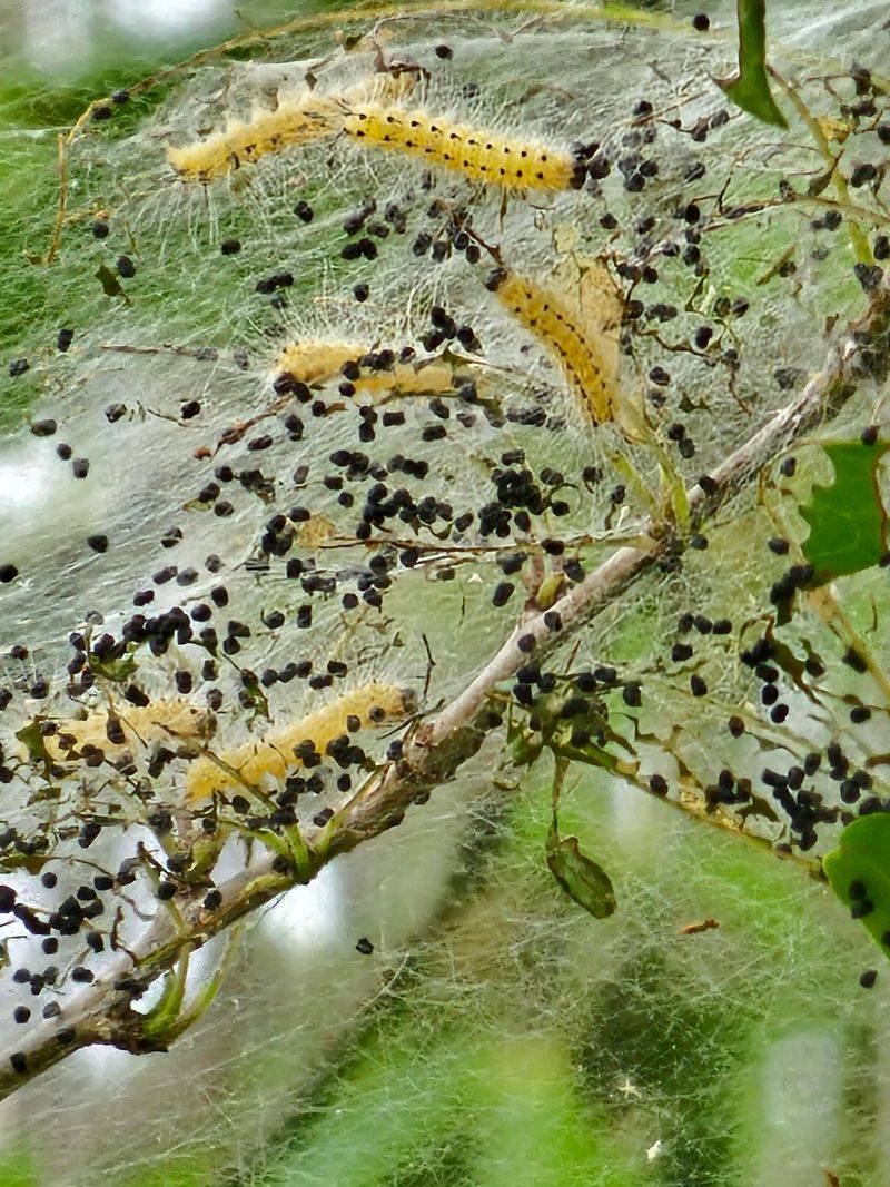 Healthy Trees Rarely Suffer Lasting Damage From This Pest Healthy Trees Rarely Suffer Lasting Damage From This Pest