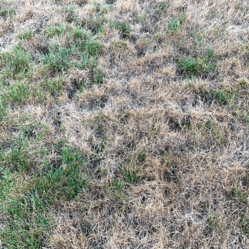 Healthy Turf Enters Dormancy In Better Shape Healthy Turf Enters Dormancy In Better Shape