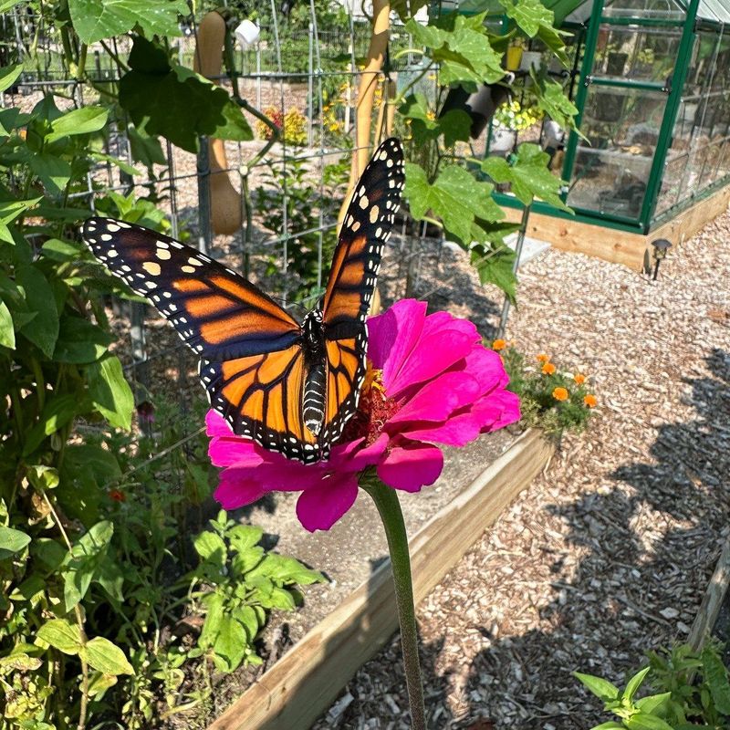 Healthy Zinnias Extend The Nectar Supply