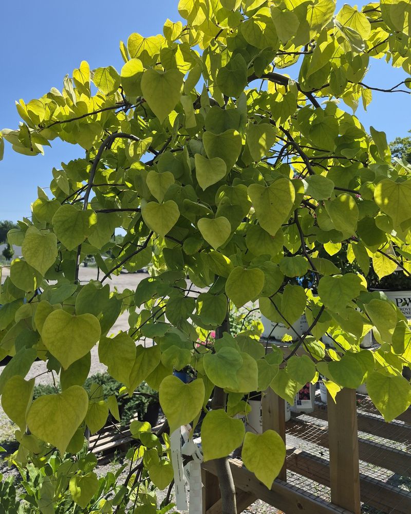 Heart Shaped Leaves Add Color After Flowers Fade