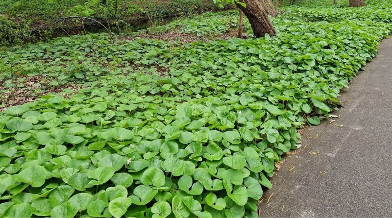 Heart Shaped Leaves Close The Gaps Mulch Leaves Bare Heart Shaped Leaves Close The Gaps Mulch Leaves Bare
