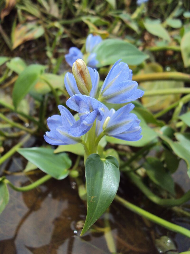 Heartshape False Pickerelweed Rounded Out The Eight