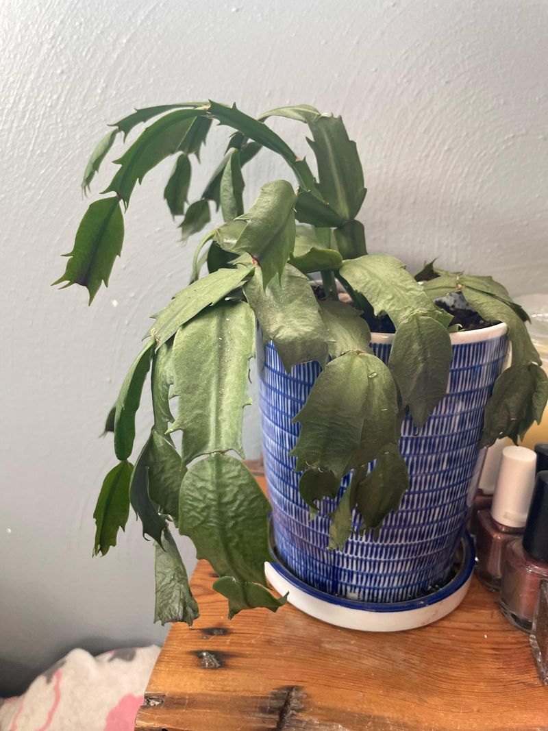 Heat And Transpiration Working Against Your Plant
