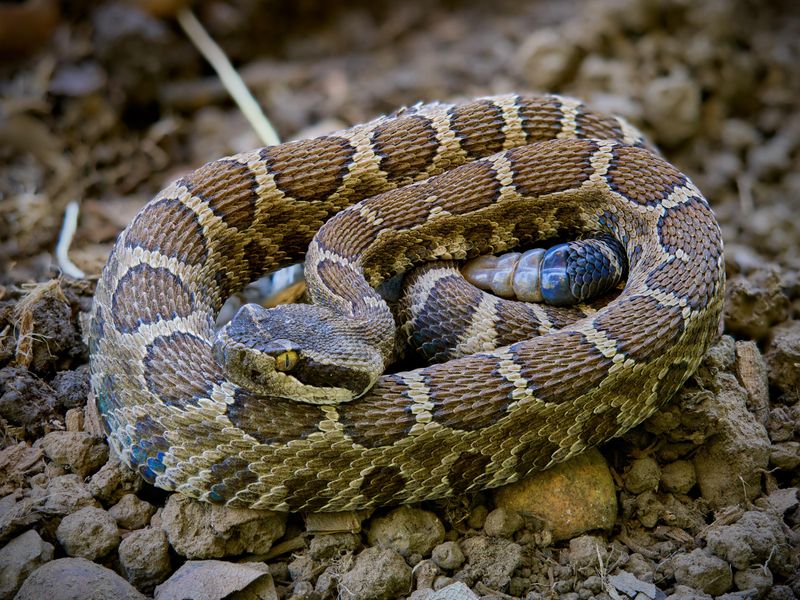 Heat Changes Where Rattlesnakes Spend Their Time Heat Changes Where Rattlesnakes Spend Their Time