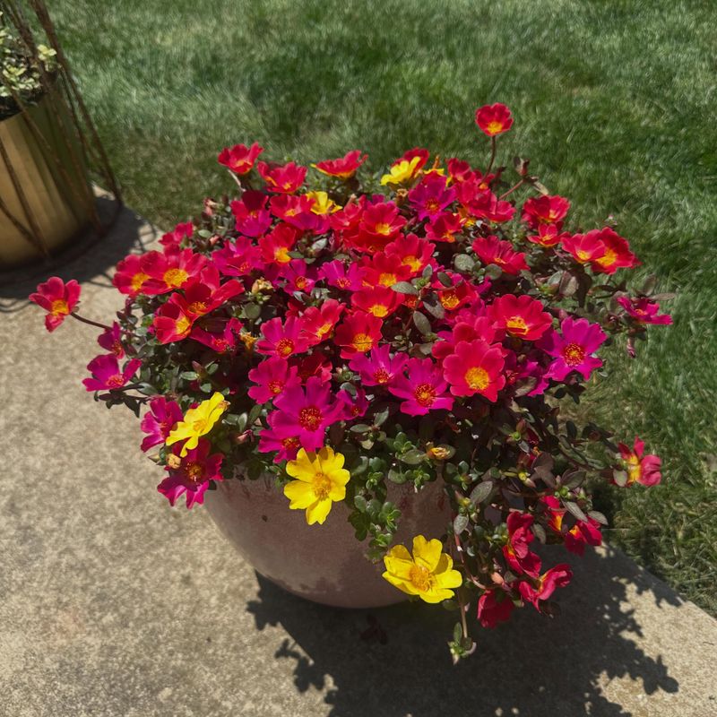 Heat Does Not Stop The Flowers Heat Does Not Stop The Flowers