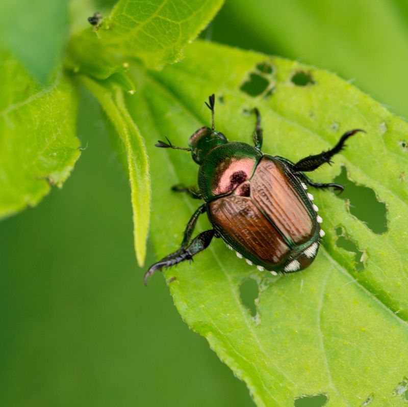Heat Makes Adult Beetles More Active