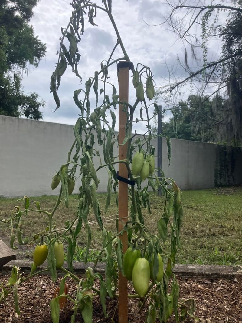 Heat Makes The Wilting Look Worse Than It Is Heat Makes The Wilting Look Worse Than It Is
