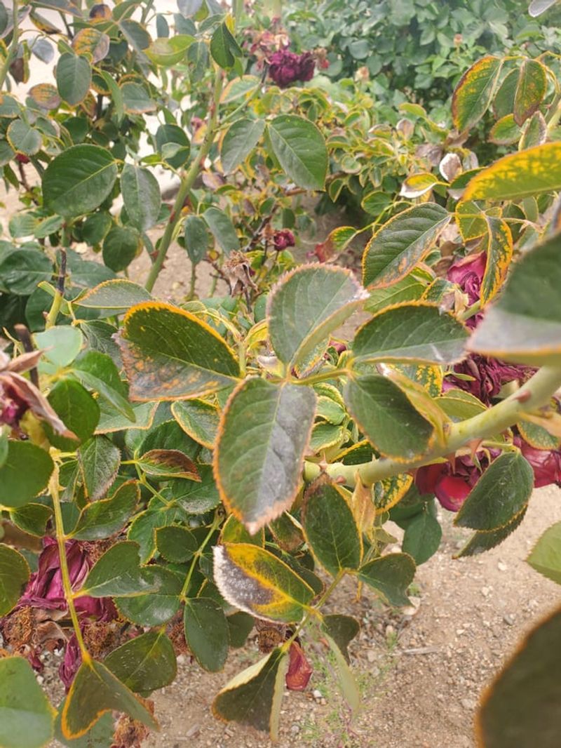 Heat Pauses Fresh Bud Development Heat Pauses Fresh Bud Development