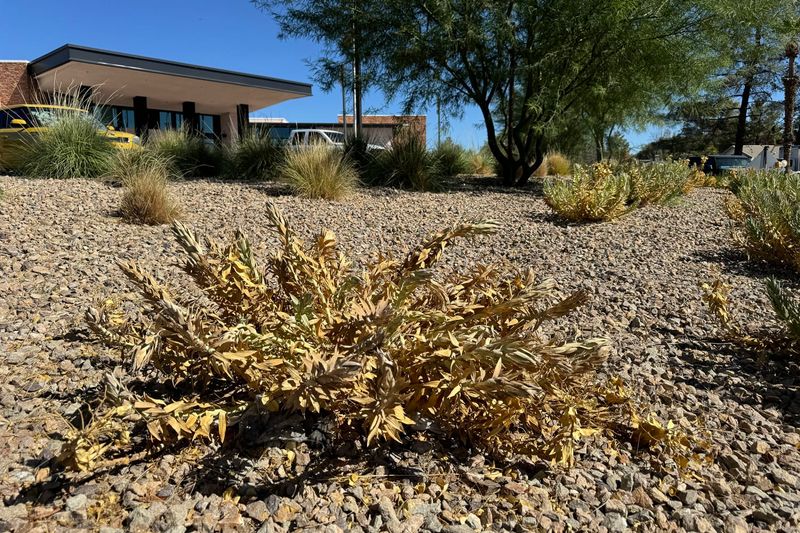 Heat Radiating From The Surface Can Stress Nearby Plants