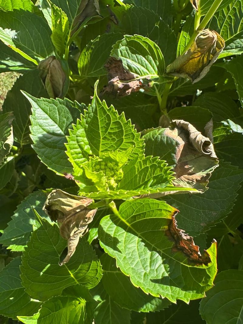 Heat Stress Above 90 Degrees