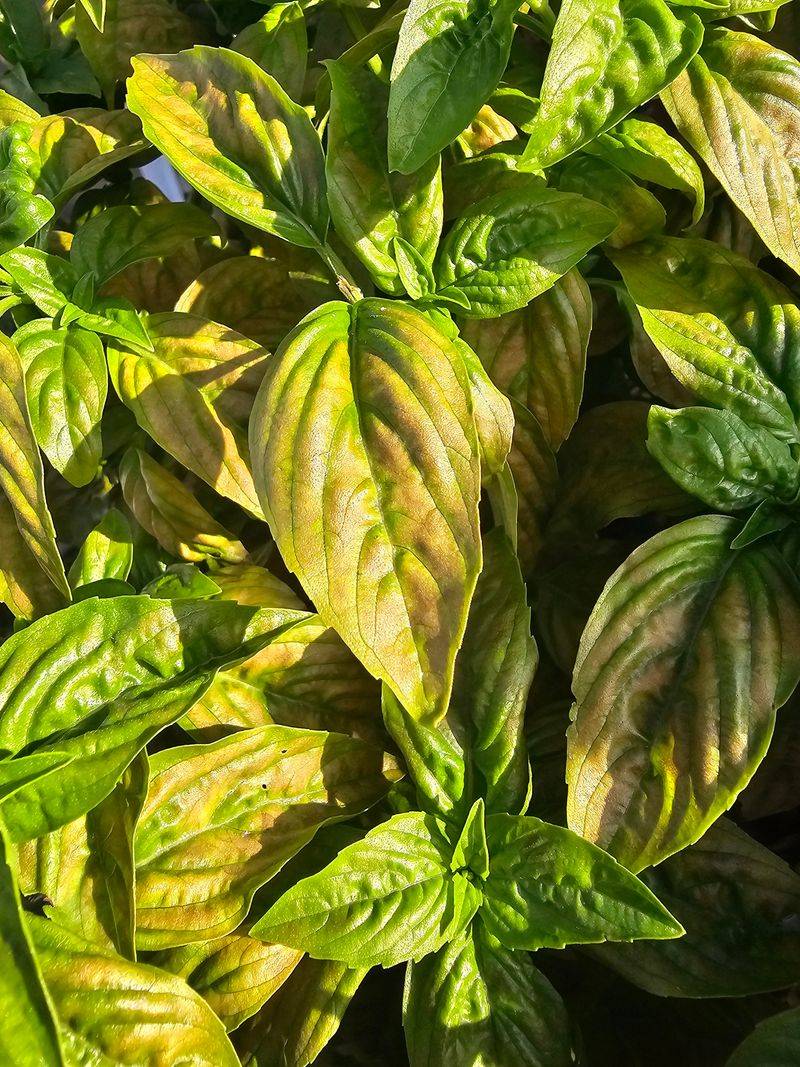 Heat Stress Can Make Basil Taste Sharper