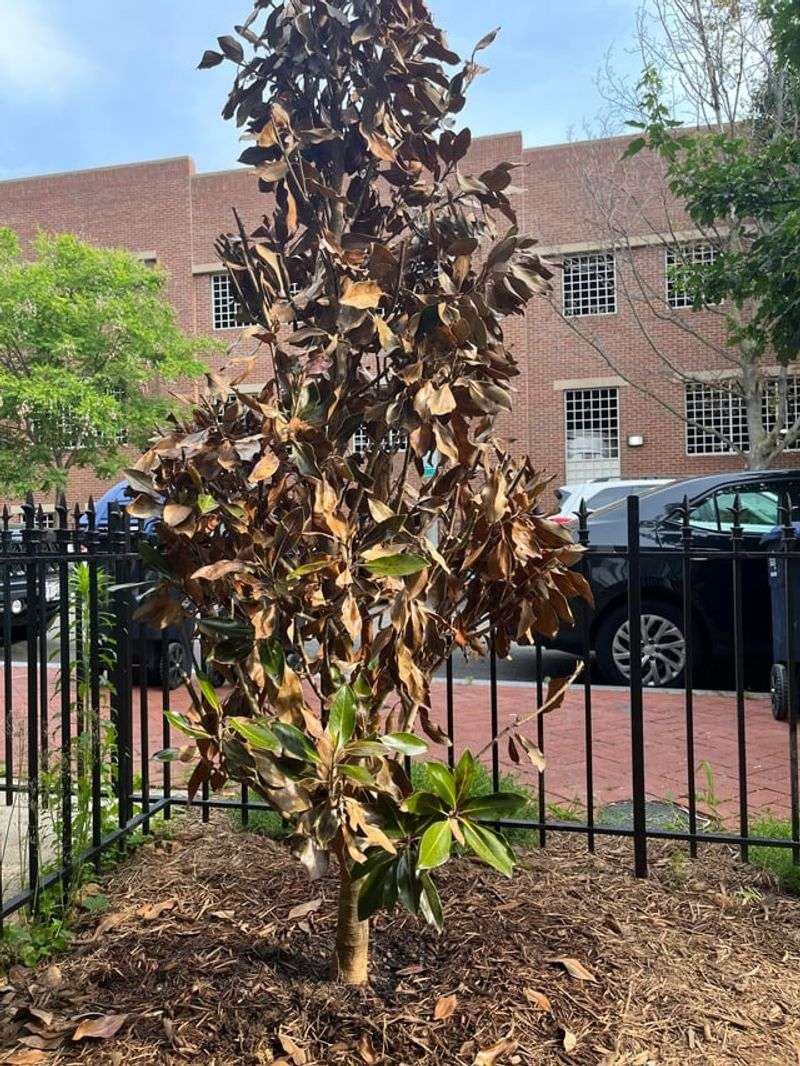Heat Stress Can Speed Up Leaf Drop Heat Stress Can Speed Up Leaf Drop