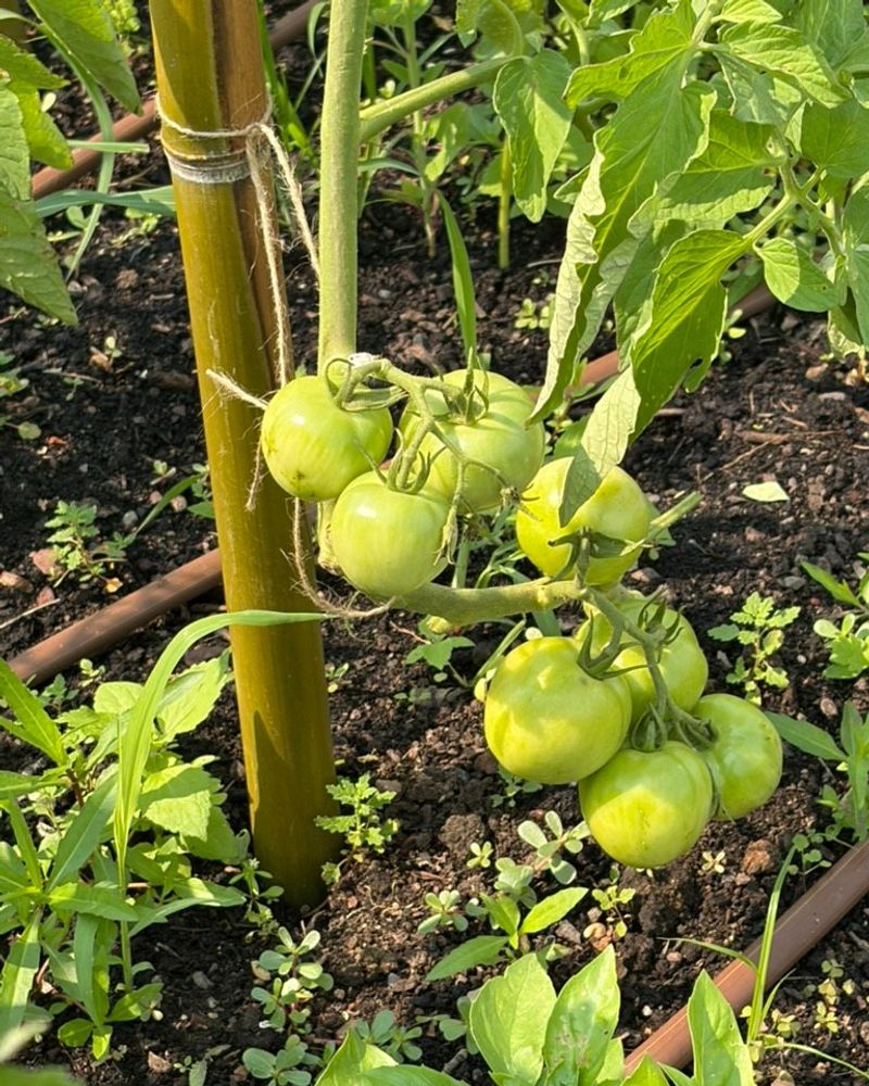 Heat Stress Pausing Ripening Temporarily