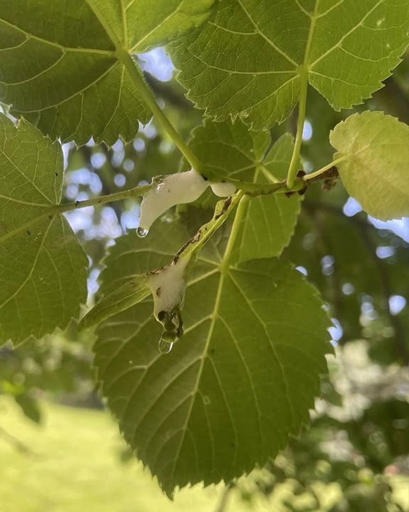 Heat Stress Pushing Leaves Off Early Heat Stress Pushing Leaves Off Early