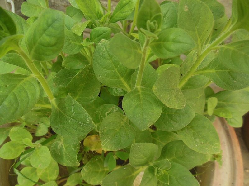 Heat Stress Slowed Bloom Production
