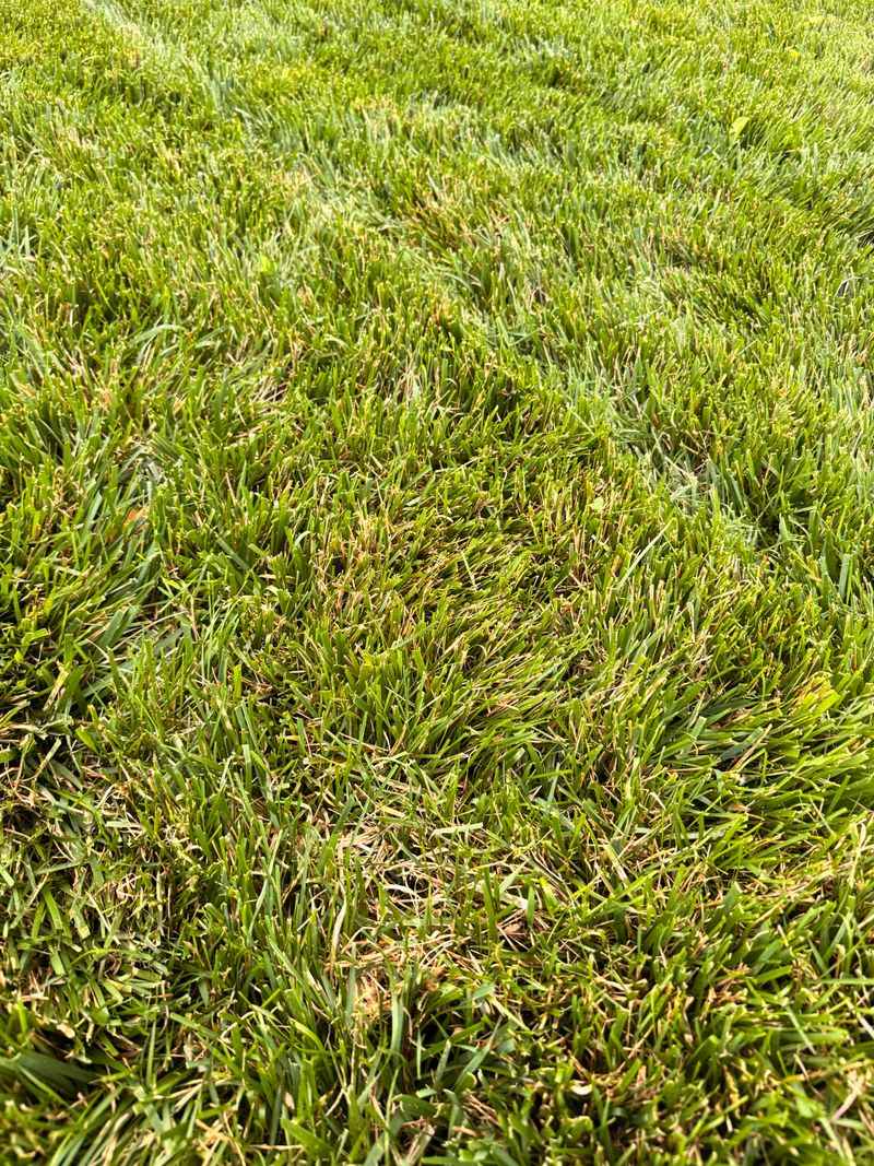 Heat Stressed Grass Uses Nutrients Poorly Heat Stressed Grass Uses Nutrients Poorly