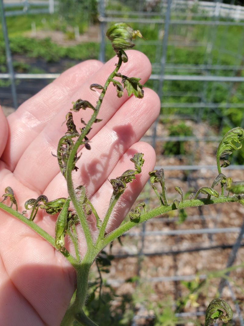 Heat-Stressed Roots Causing Delayed Leaf Drop