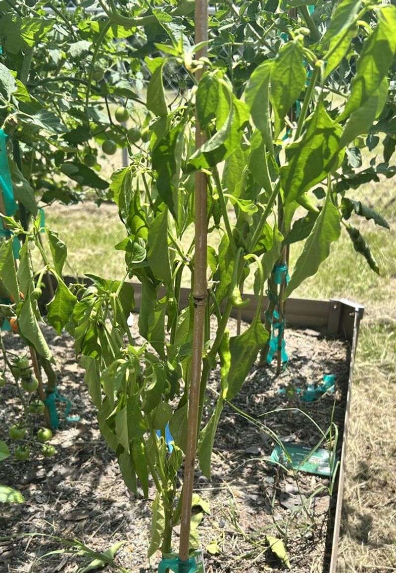 Heat-Stressed Roots Do Not Need A Big Meal Heat-Stressed Roots Do Not Need A Big Meal