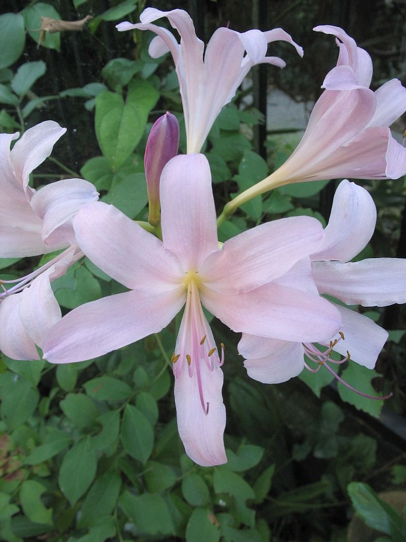 Heat Triggers Sudden Late-Summer Growth Heat Triggers Sudden Late-Summer Growth
