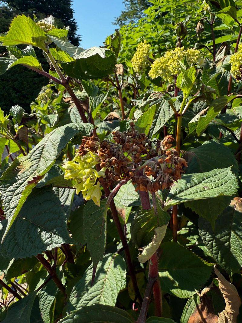 Heat Waves Push Blooms Past Their Limit