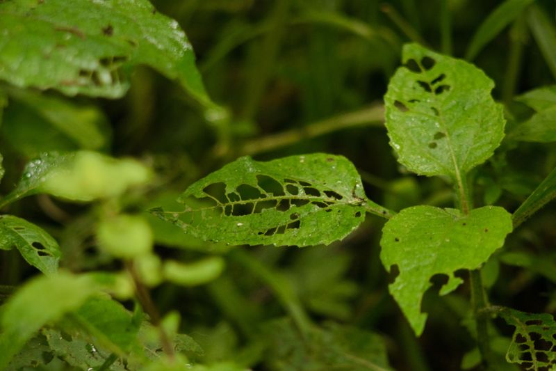 Heavily Chewed Leaves Showing Feeding Damage Heavily Chewed Leaves Showing Feeding Damage