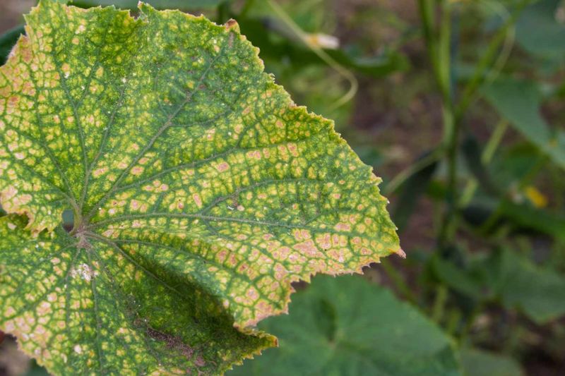 Heavily Damaged Leaves Are Dropping Prematurely