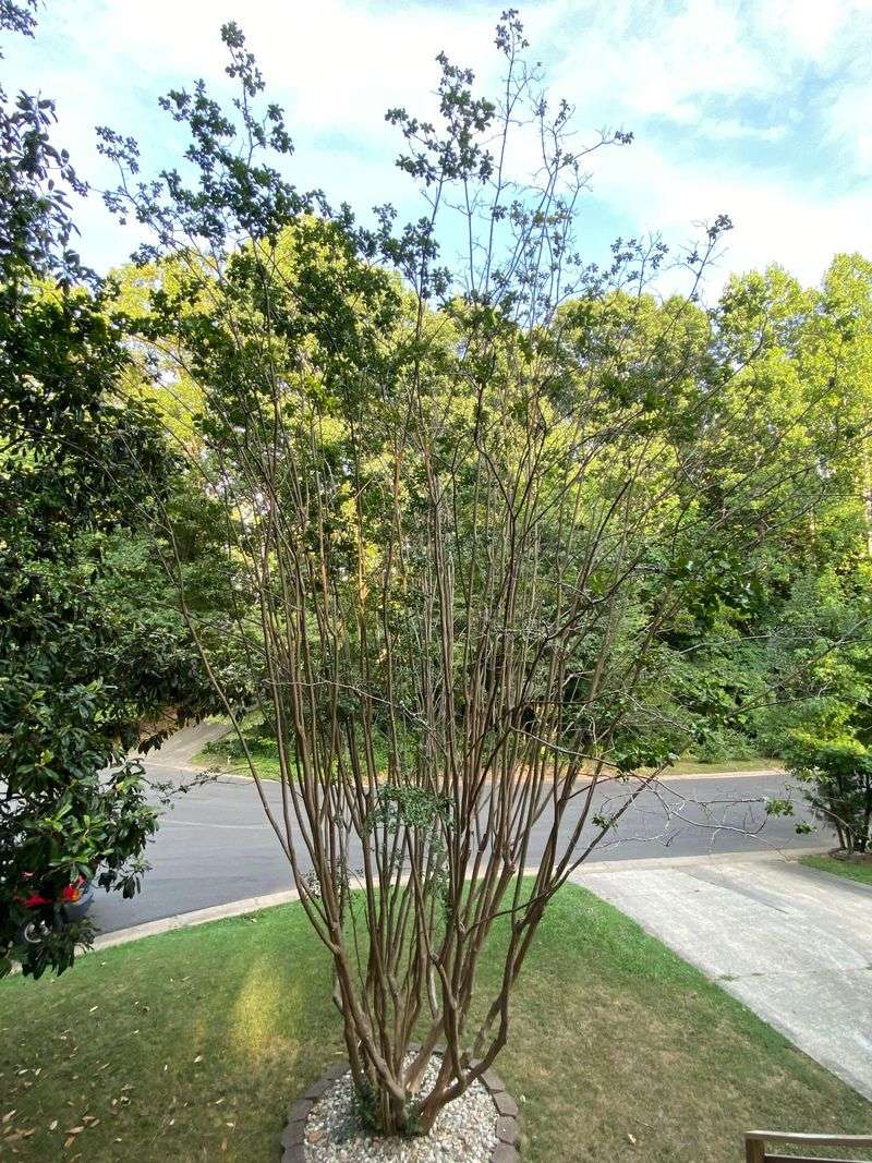 Heavy Bark Scale Infestations Can Reduce Flowering Heavy Bark Scale Infestations Can Reduce Flowering