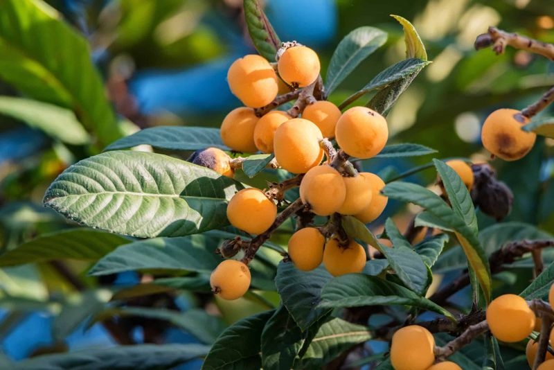 Heavy Crops Can Be Thinned For Better Fruit Heavy Crops Can Be Thinned For Better Fruit