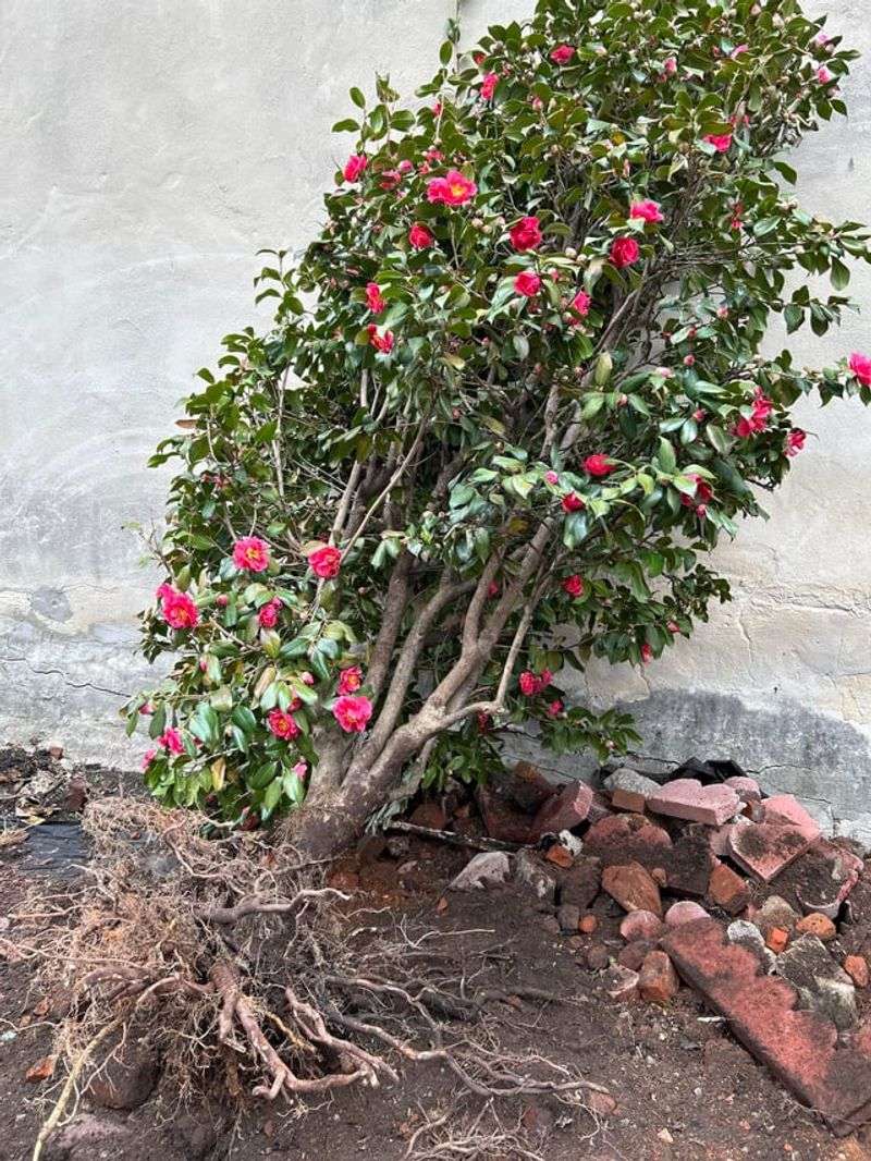 Heavy Cutting Can Slow The Plant's Recovery Heavy Cutting Can Slow The Plant's Recovery