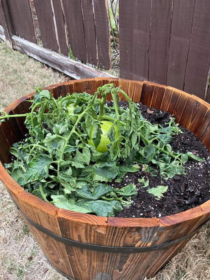 Heavy Feeding Can Make Wilting Even Worse Heavy Feeding Can Make Wilting Even Worse