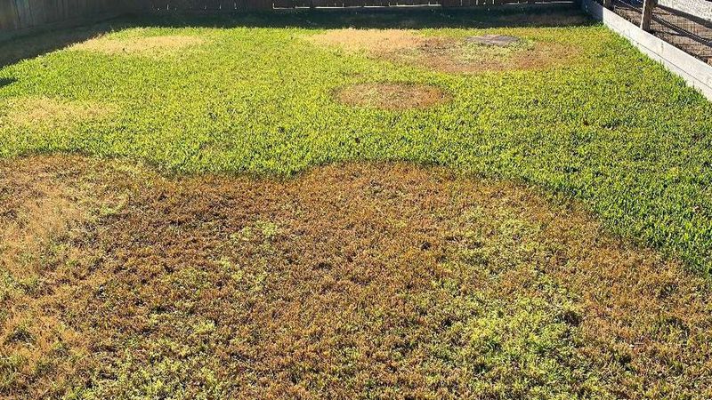 Heavy Feeding Can Worsen Lawn Problems Heavy Feeding Can Worsen Lawn Problems