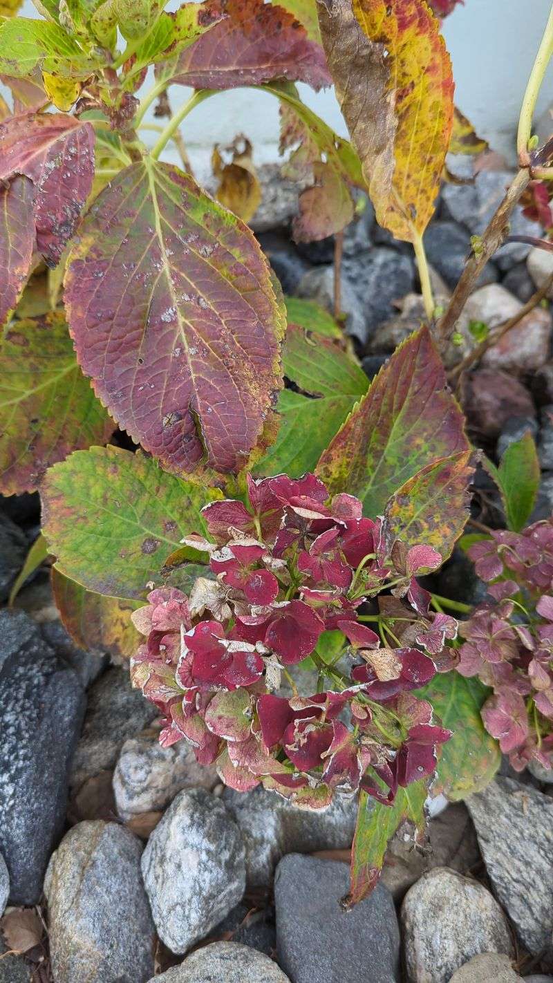 Heavy Fertilizer Doses Leave Their Mark