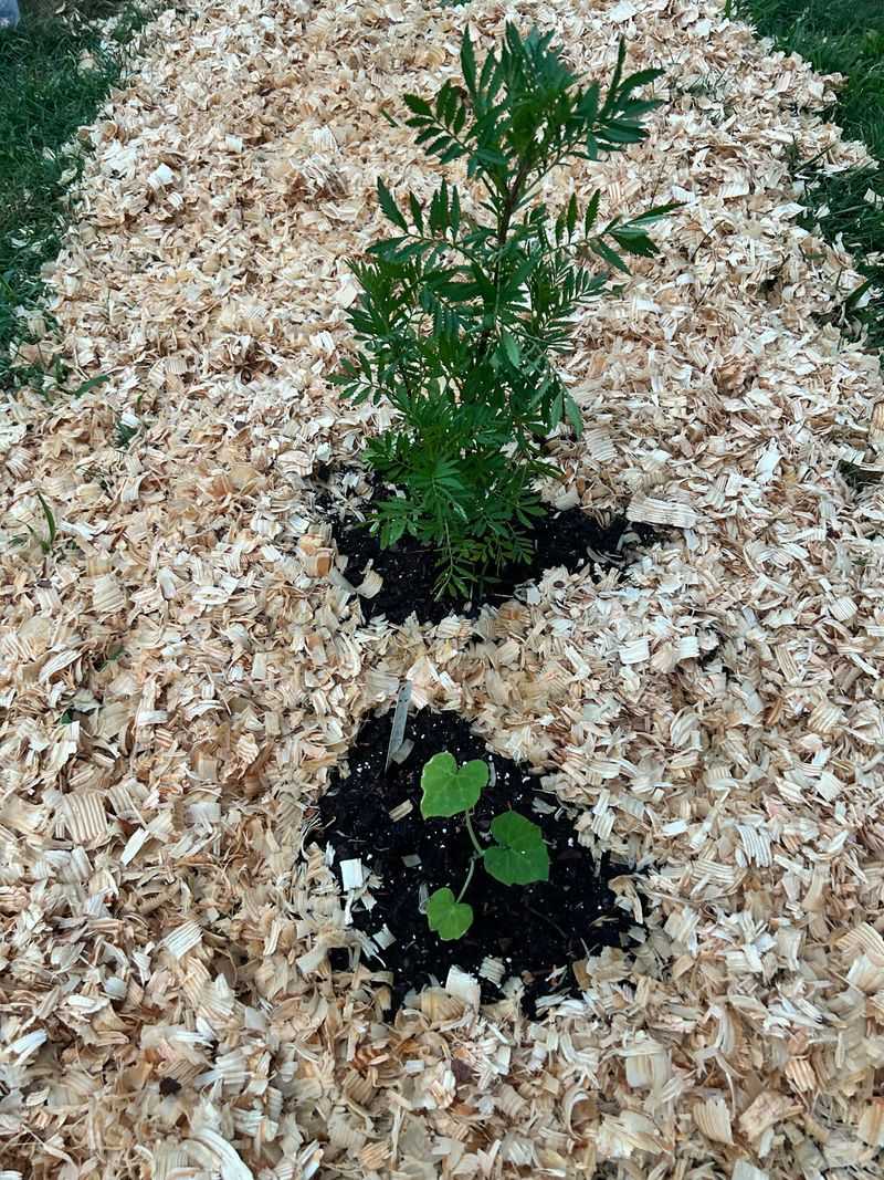 Heavy Fertilizing Can Push Tender New Growth Too Late
