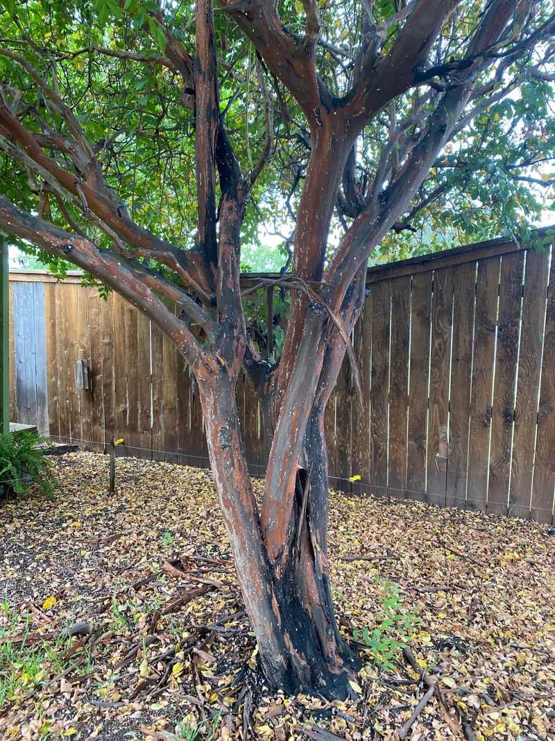 Heavy Infestations Can Make Trees Look Tired