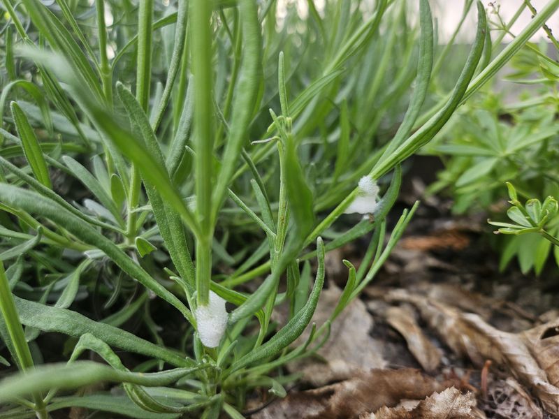 Heavy Infestations Can Start Making Plants Look Tired Heavy Infestations Can Start Making Plants Look Tired