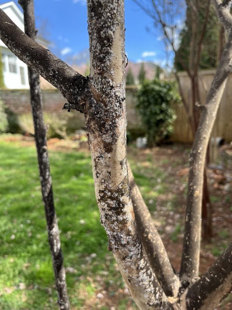 Heavy Infestations Can Weaken Growth And Reduce Flowering Heavy Infestations Can Weaken Growth And Reduce Flowering