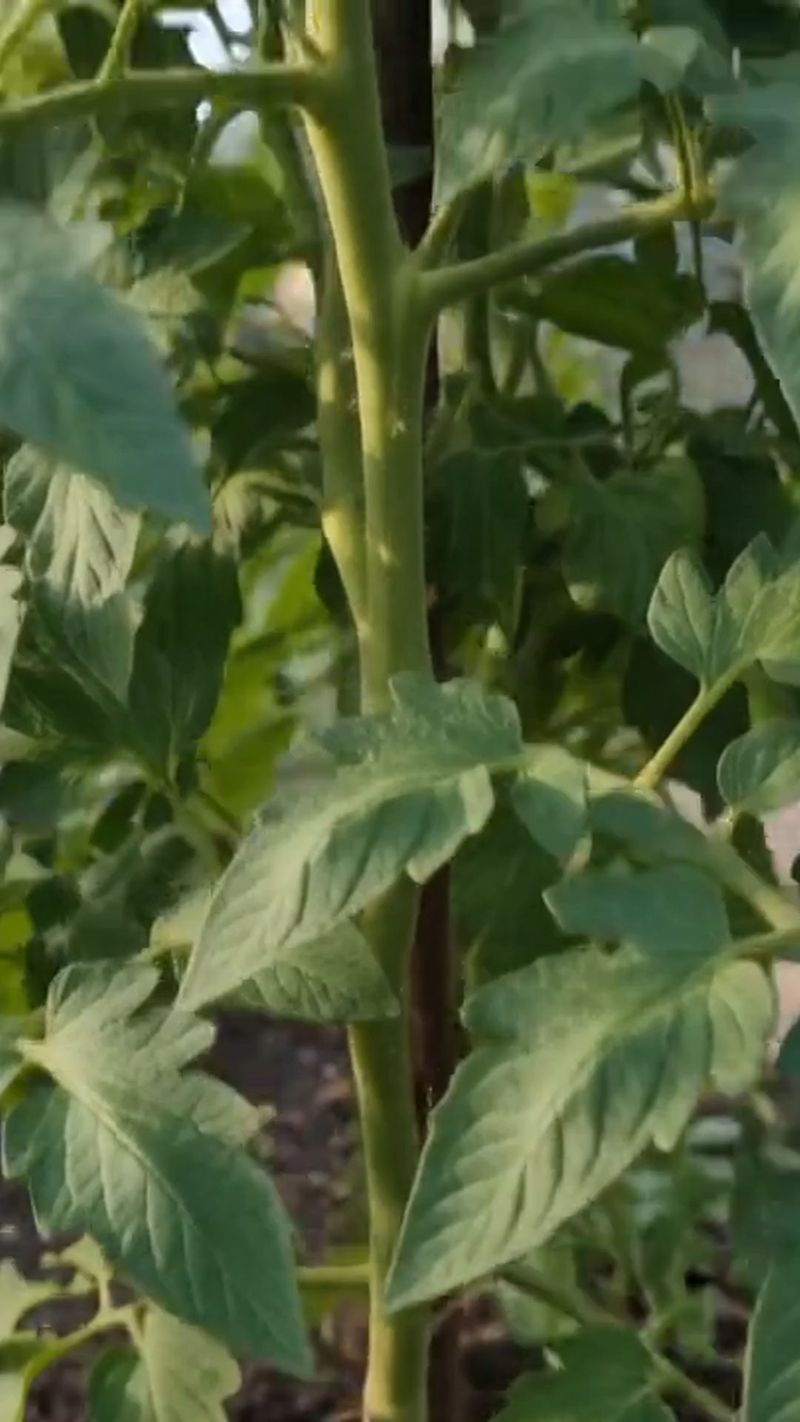 Heavy Nitrogen Feeding Late In The Season