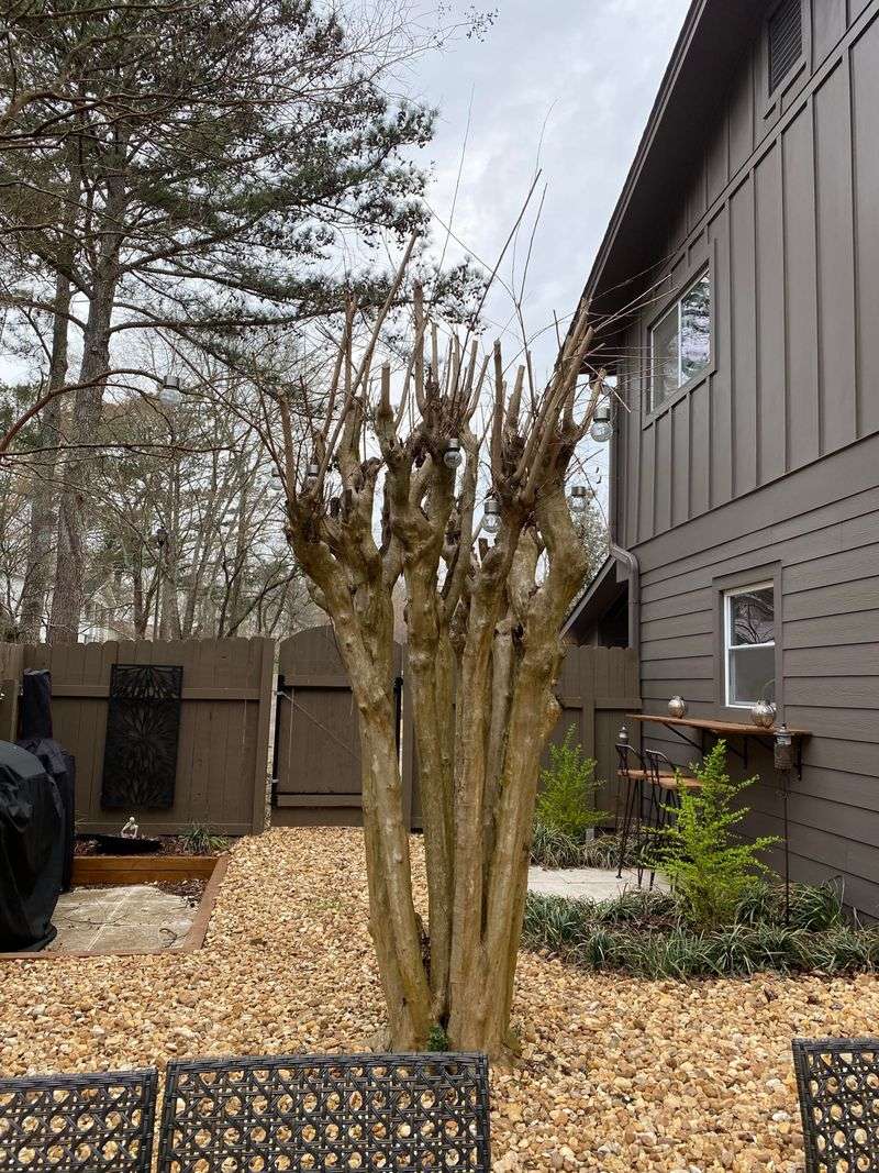 Heavy Pruning Can Encourage Even More Sprouts Heavy Pruning Can Encourage Even More Sprouts