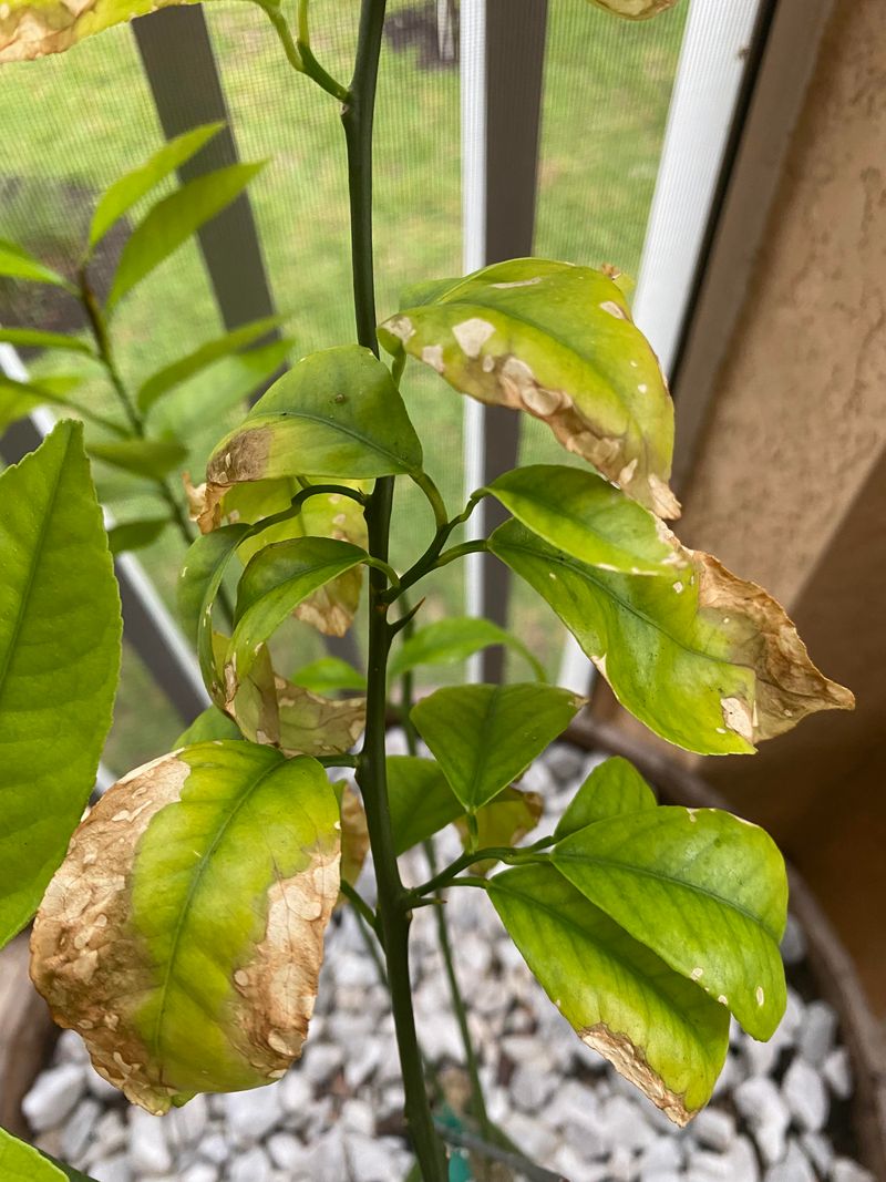 Heavy Pruning Can Invite Nasty Sunburn