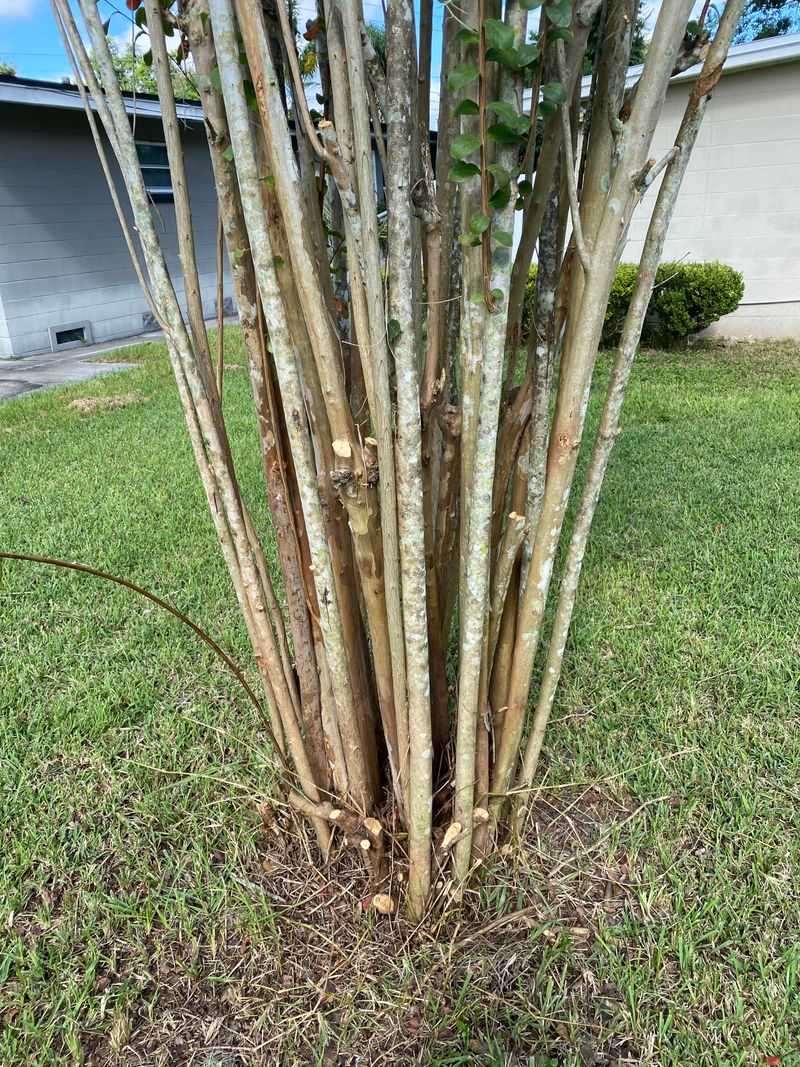 Heavy Pruning Can Make The Problem Worse