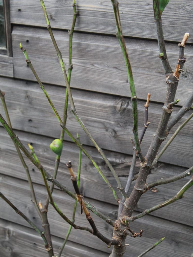 Heavy Pruning Can Remove Future Fruiting Wood