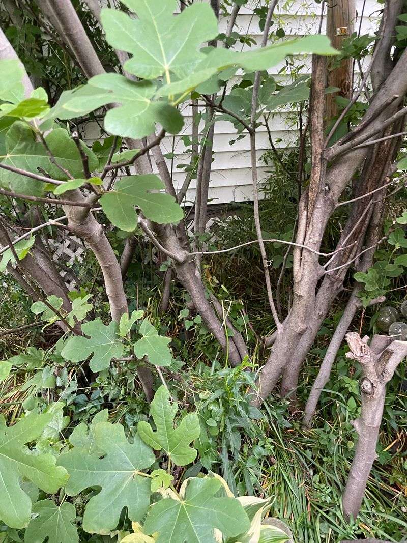 Heavy Pruning Can Remove Wood That Would Have Fruited