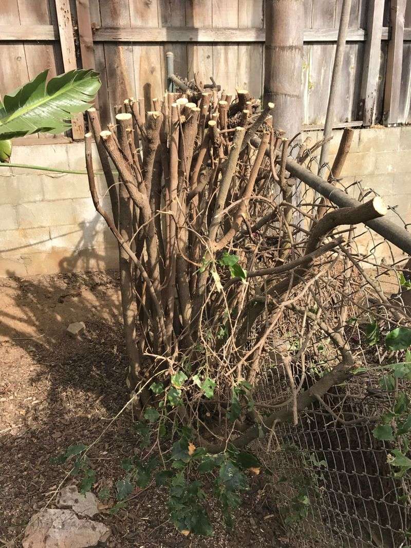 Heavy Pruning Can Slow New Growth Heavy Pruning Can Slow New Growth